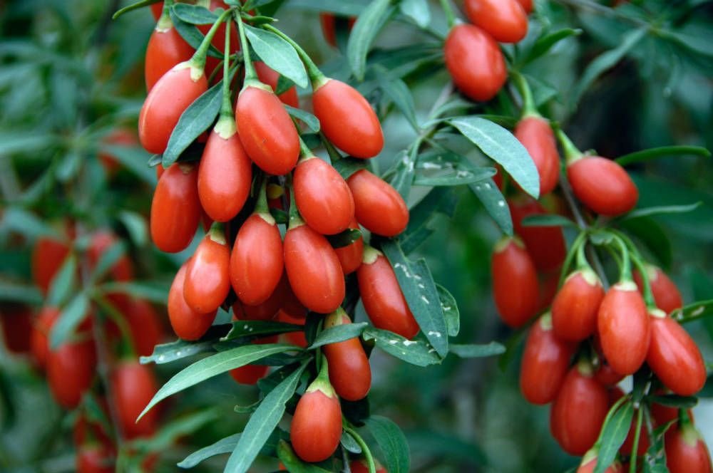 Goji Berry Fruit