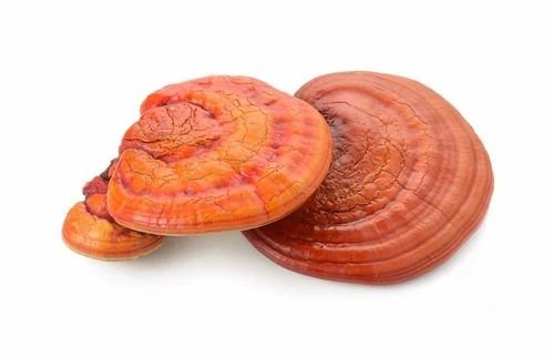 Reishi Mushroom (Ganoderma Lucidum), 1kg