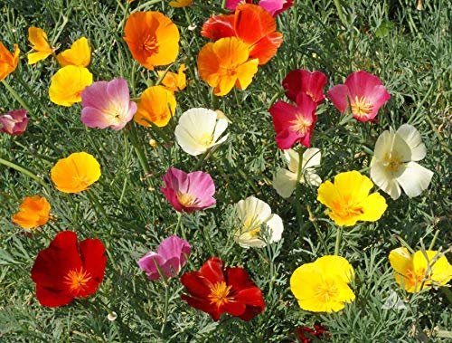 Splendour Seeds Eschscholzia californica (California poppy ) flower seeds(100  Seeds) : Amazon.in: Garden & Outdoors