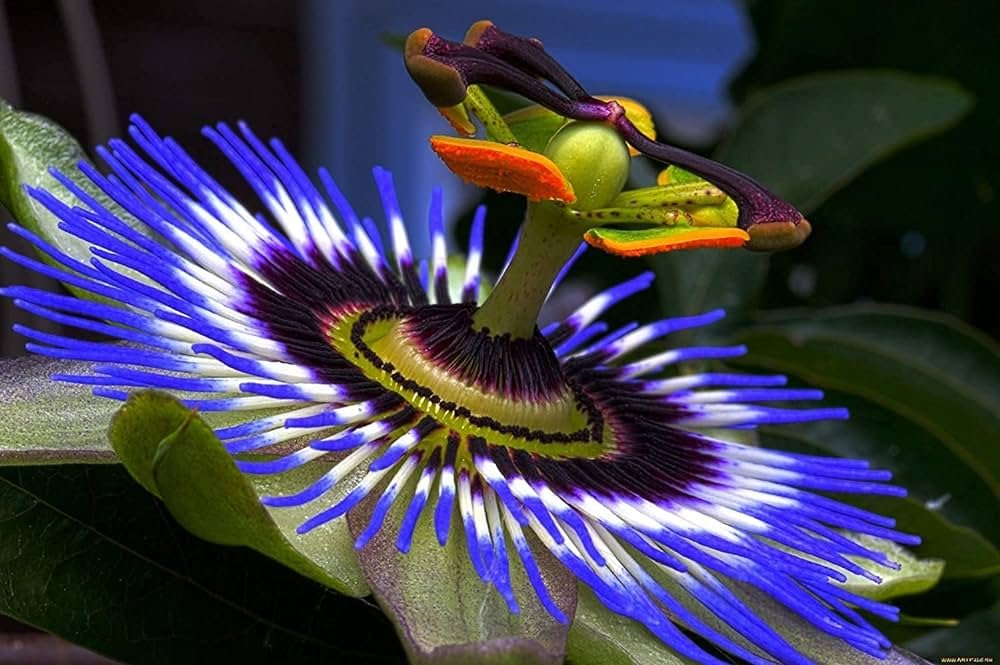 NooElec Seeds India Rare Passion Flower Passiflora Passion Vine Maypop  Granadilla Treasure Flower 25 Seeds, White, Blue : Amazon.in: Garden &  Outdoors