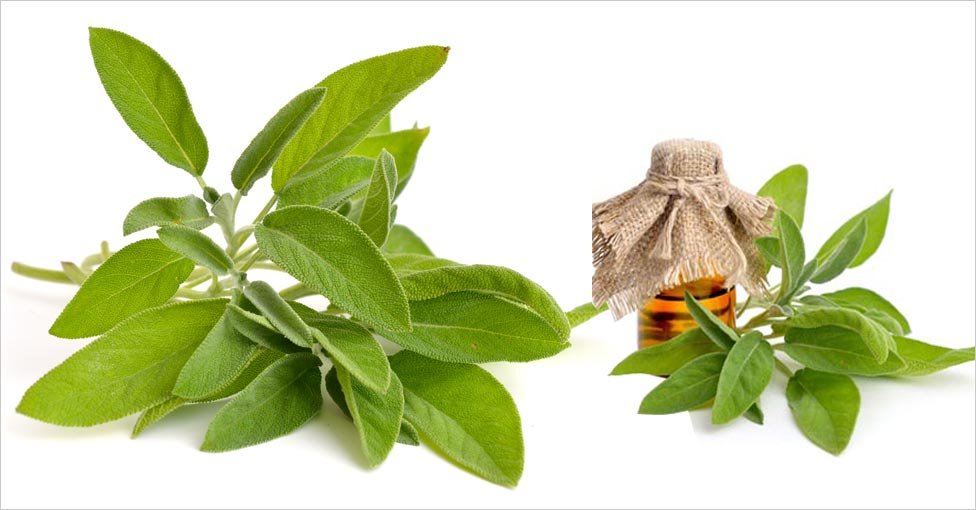 Sage Extract: Herbal Hair Care Ingredients - Mirah Belle