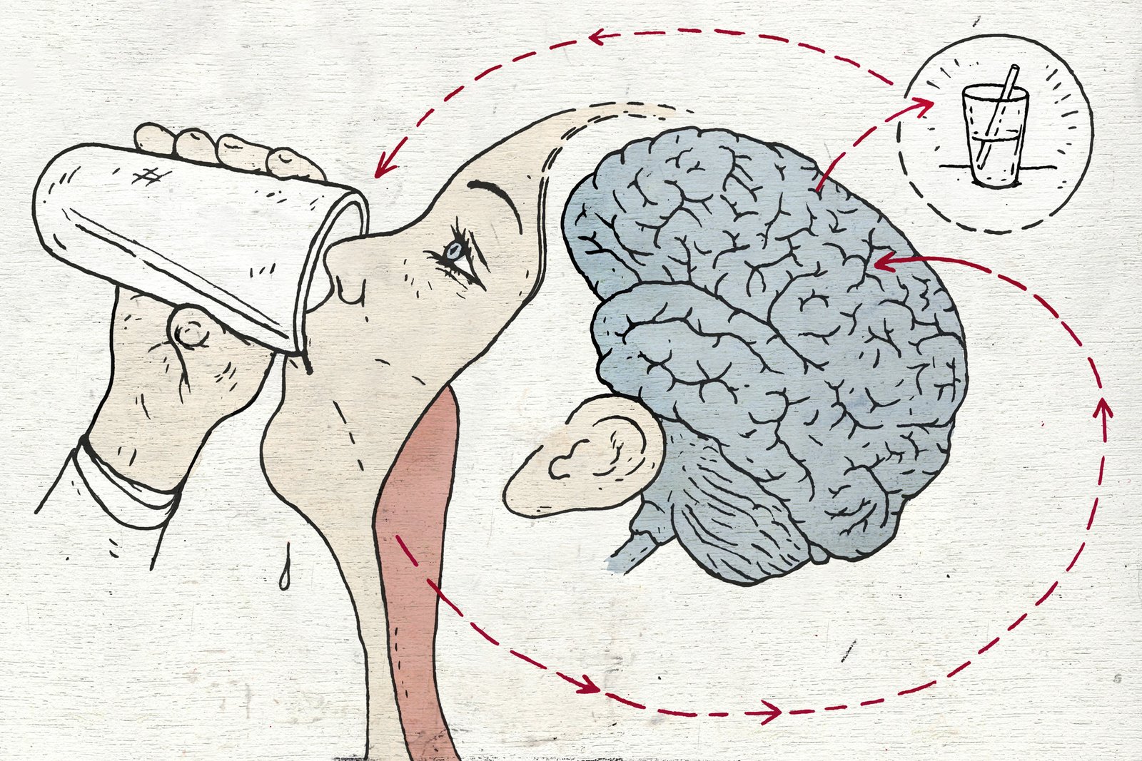You Get Thirsty and Drink. How Does Your Brain Signal You've Had Enough? - The New York Times